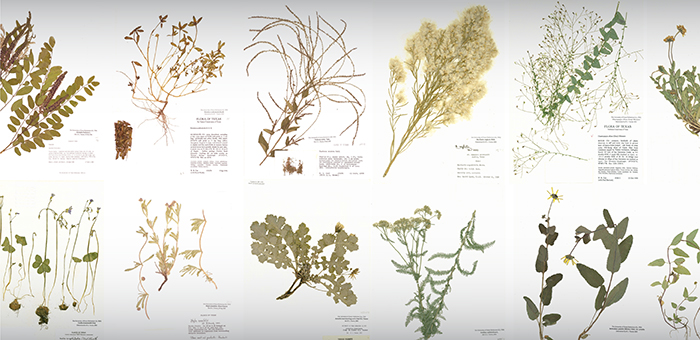 Herbarium Specimens