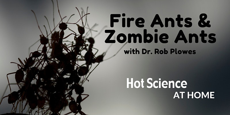 Fire Ants & Zombie Ants with Dr. Rob Plowes