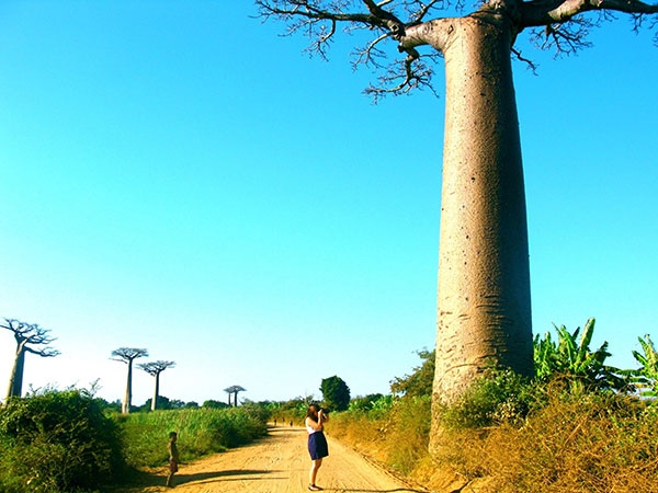 baobab