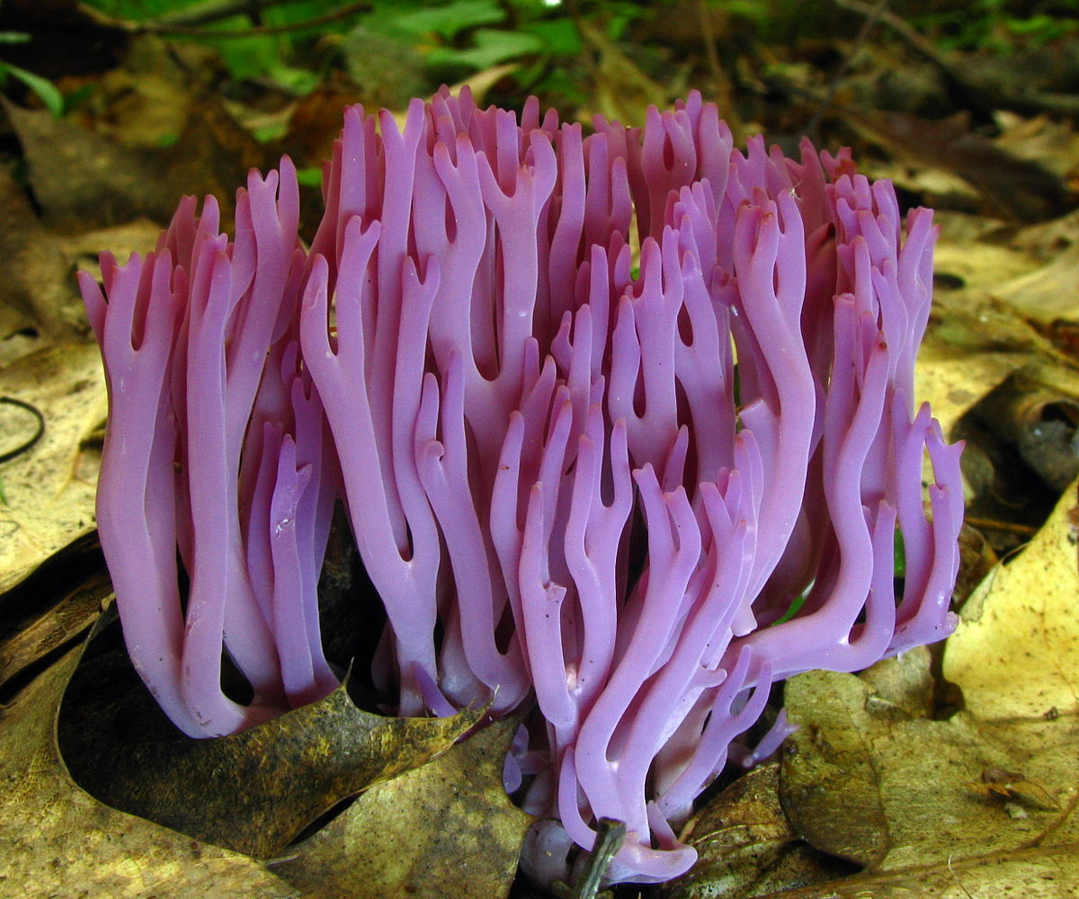 Clavaria zollingeri