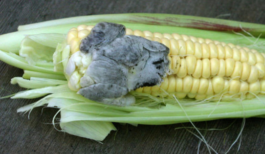 Corn smut