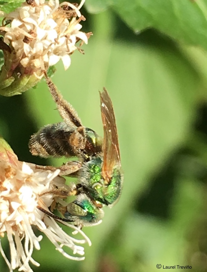 metallic green bee side view