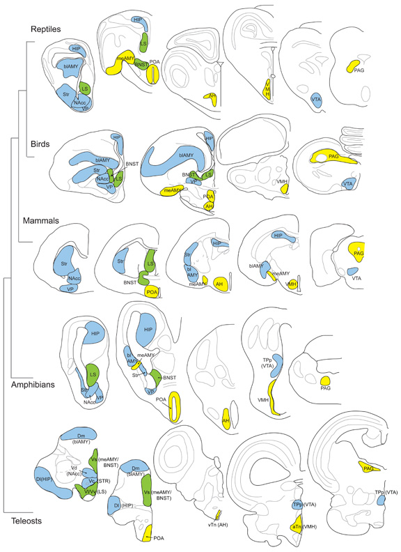 brain-regions-web