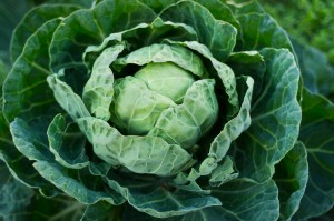 cabbage-300x199