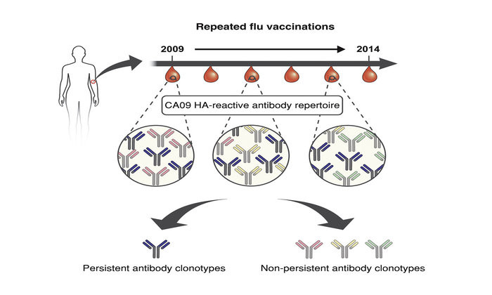 Antibodies From Earlier Exposures Affect Response To New Flu Strains