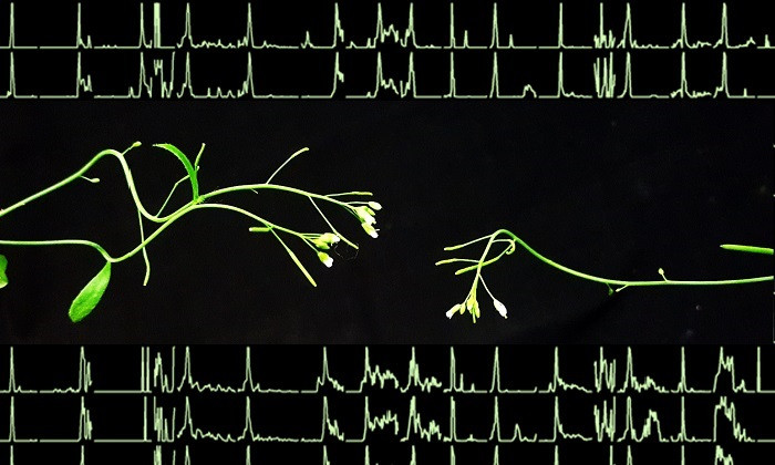 Researchers Create Largest Ever Map of Plant Proteins and Their Assemblies