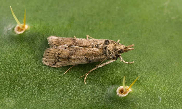 Invasive Cactus Moth Likely to Spread and Destroy Native Prickly Pear