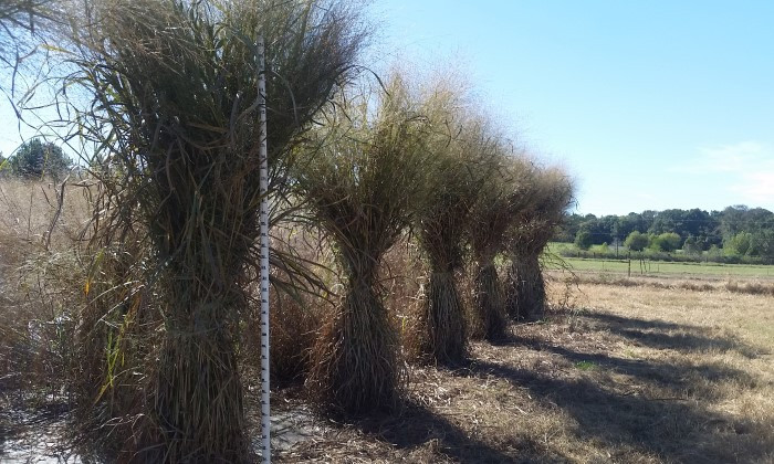 Key Switchgrass Genes Identified, Which Could Mean Better Biofuels Ahead