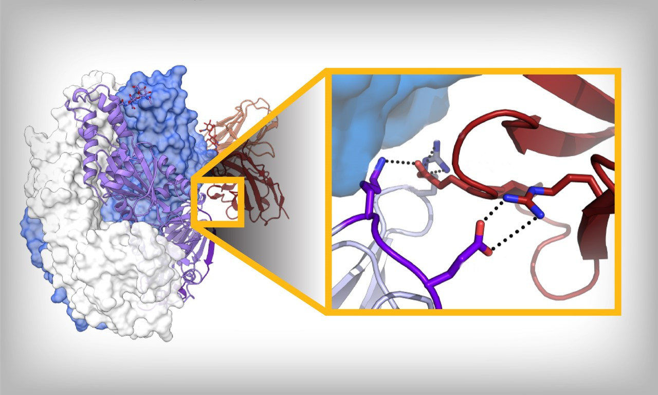 New Research Advances Fight Against Human Metapneumovirus