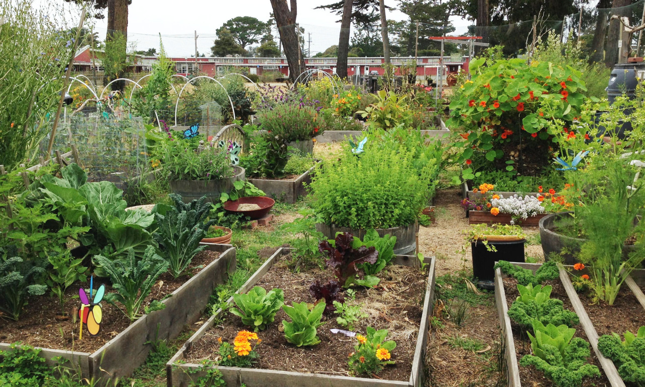 Urban Gardens Are Good for Ecosystems and Humans