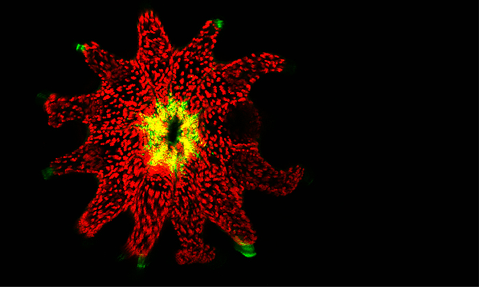 A young brain coral Diploria strigosa (green) that has recently formed a symbiosis with a Symbiodinium dynoflagellate (in red). This coral is found in the Flower Garden Banks in the Gulf of Mexico. Credit: Marie Strader 