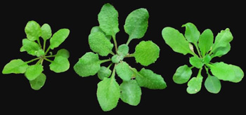 arabidopsis_hybrids_hor.jpg