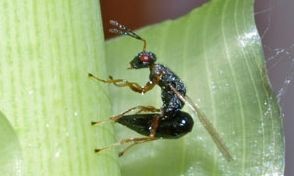 Giant Cane and the Little Wasp That Could