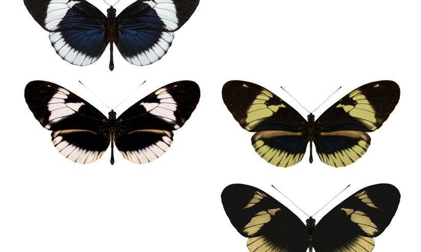 Caught in the Act: Population of Butterflies Appears to Be Splitting Into Two Species