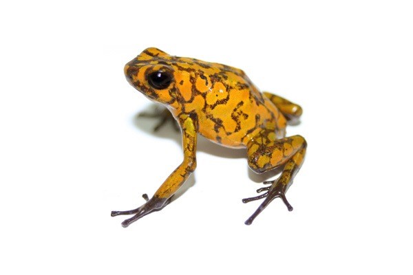 Amazonian Amphibian Diversity Traced to Andes