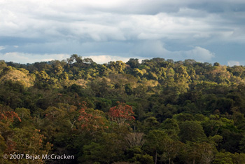 yasuni-forest.jpg