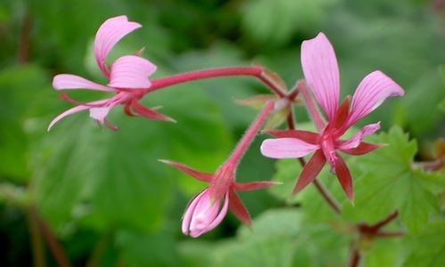 With $2.4 Million Grant, Researchers To Decode Geranium’s Evolutionary Mysteries