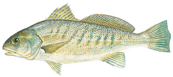 atlanticcroaker-sc-dnr-350.jpg