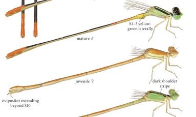 Field Guide for Texas Damselflies Highlights Diversity of Fascinating Insects