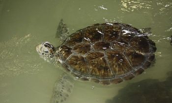 Animal Rehabilitation Keep (ARK) Receives Gulf Guardian Award From EPA