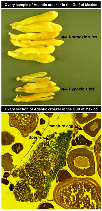 hypoxic-ovaries-350.jpg