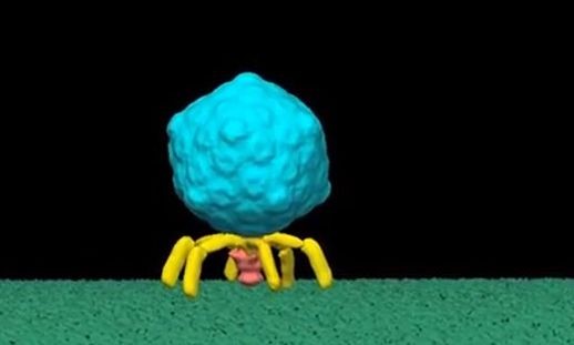 Virus Caught in the Act of Infecting a Cell