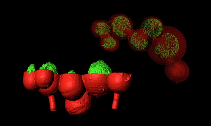 3-D Printed Microscopic Cages Confine Bacteria in Tiny Zoos for the Study of Infections