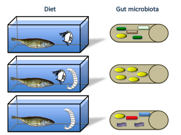 Fish that are picky eaters, focusing on just one type of food, such as small crustaceans (top) or chironomid insect larvae (bottom), have more diverse microbial communities in their intestines. In contrast, fish eating a more diverse mixture of foods have less diverse microbes in their intestine (middle). This is illustrated with a cartoon of multiple species of microbes (shaded shapes) inside the fish intestine (tan cylinders on right). Image courtesy of Dan Bolnick.