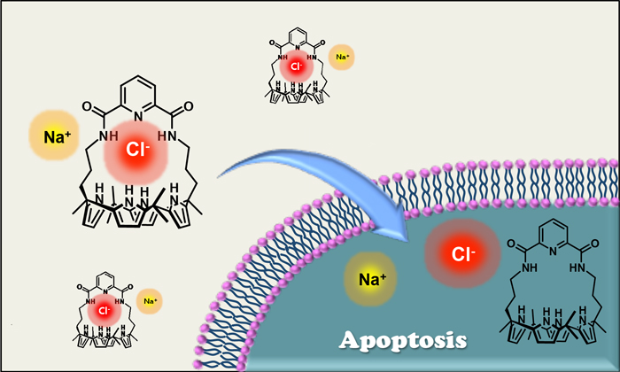 SyntheticIonTransporters.jpg