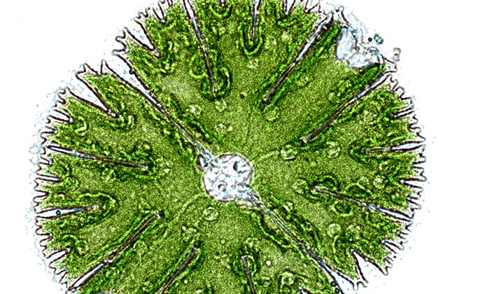 New Statistical Method Helps Reveal Timing of Key Events in Plant Evolution