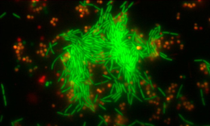 Trapping a Bacterium in a Laser Beam Aids Study of Biofilms