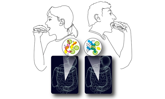 Diet Affects Men's and Women's Gut Microbes Differently