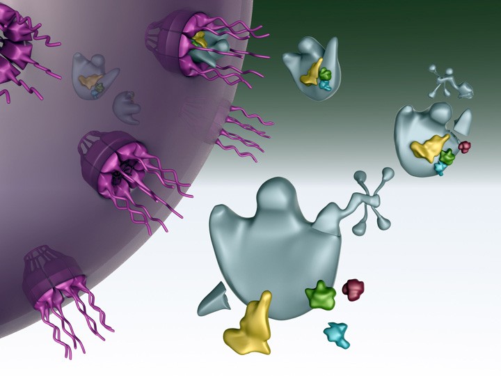 Possible Explanation for Human Diseases Caused by Defective Ribosomes