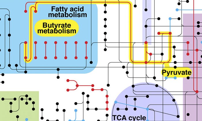 Mouth Bacteria Can Change Its Diet, Supercomputers Reveal