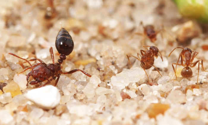 fire-ant-crazy-ants-700px.jpg