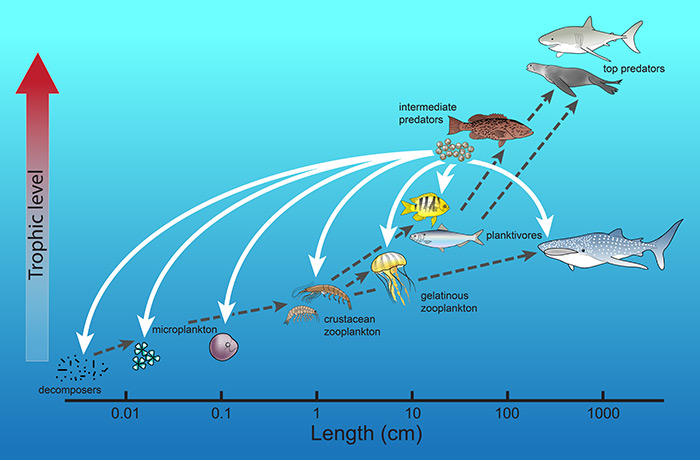 food-web700.jpg