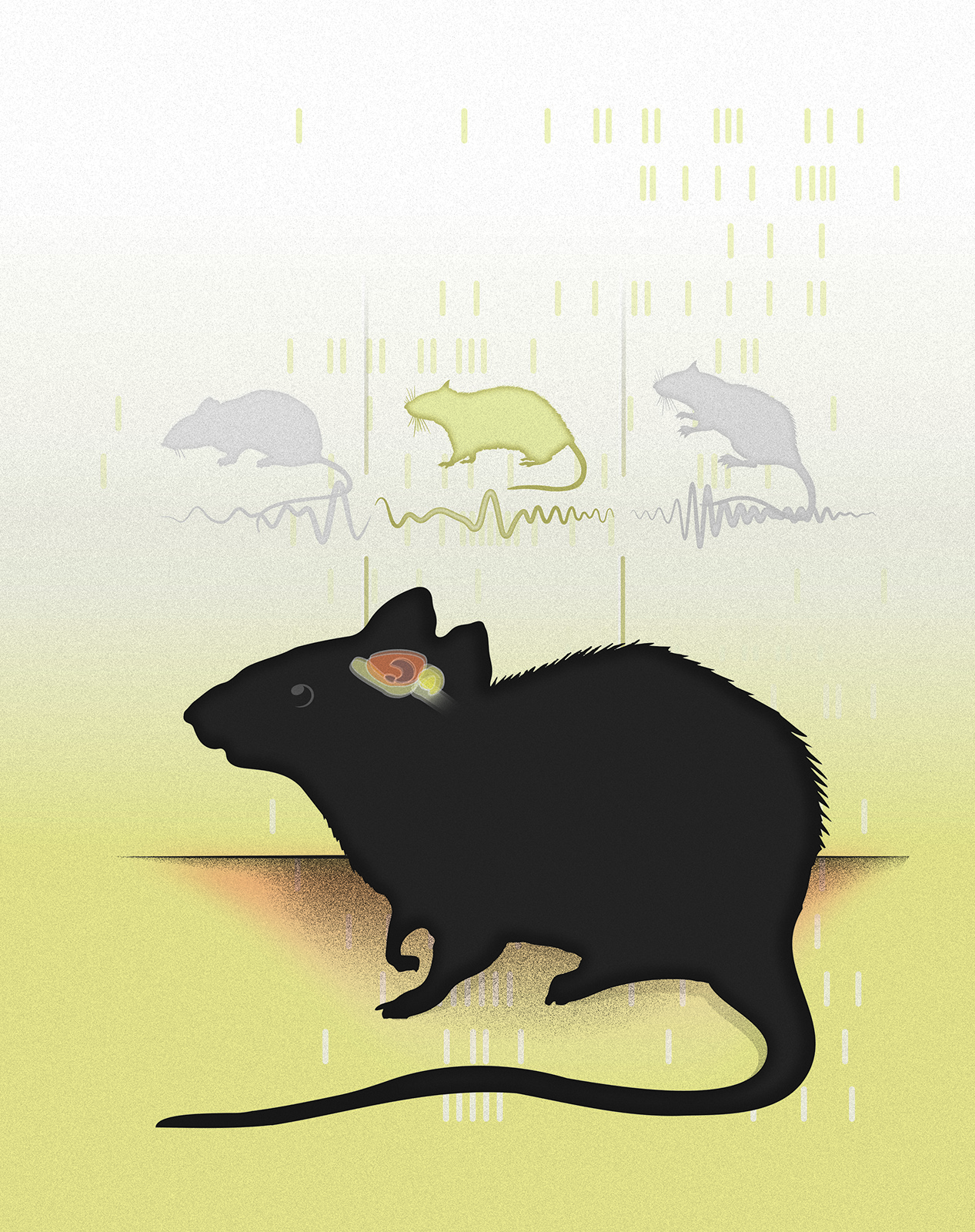 Place cells in the hippocampus provide a neuronal code for specific locations in space. Place cells codes represent upcoming locations at some times and reflect recently visited locations at other times. The findings by Bieri and colleagues show that place cells predict upcoming locations during periods of slow gamma rhythms and encode recently visited locations during periods of fast gamma rhythms. Illustration credit: Juliette Pepperell.