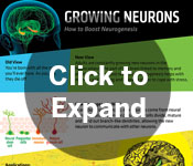 Growing Neurons poster