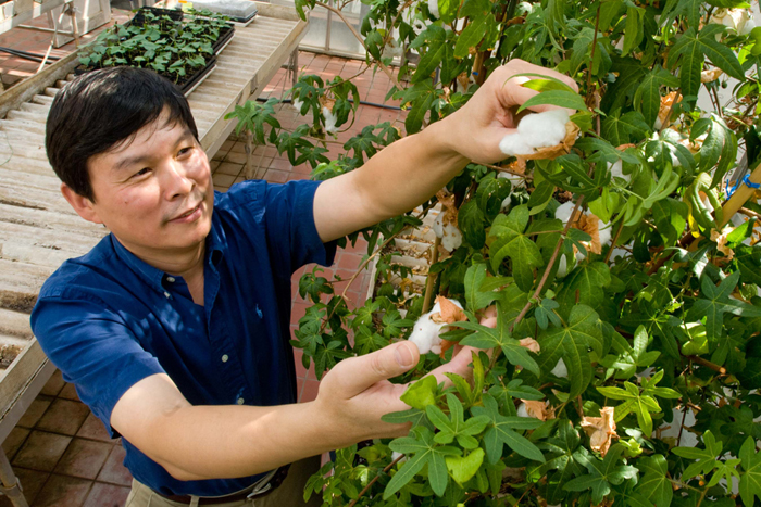 Jeff_Chen_with_cotton-700.jpg