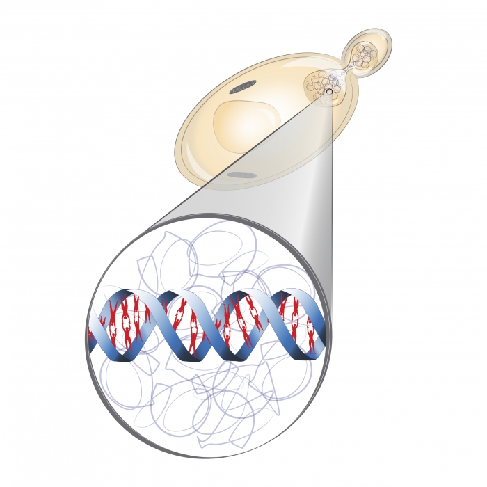 Humanized Yeast illustration