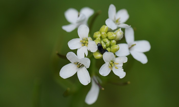 Supercomputing the Evolution of a Model Flower