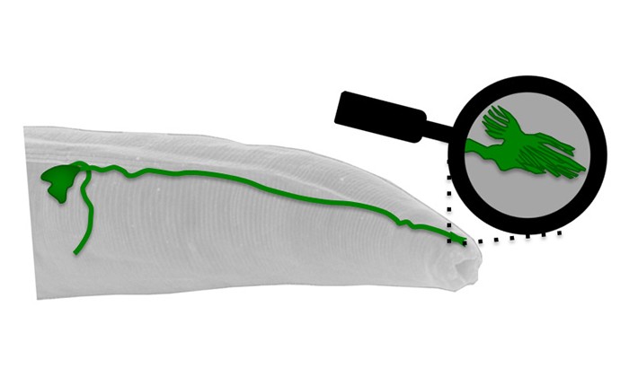 Researchers Discover First Sensor of Earth’s Magnetic Field in an Animal