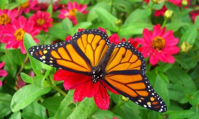 Monarch butterfly