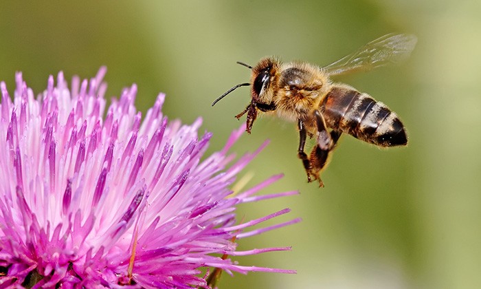 Supporting Pollinators Could Have Big Payoff for Texas Cotton Farmers