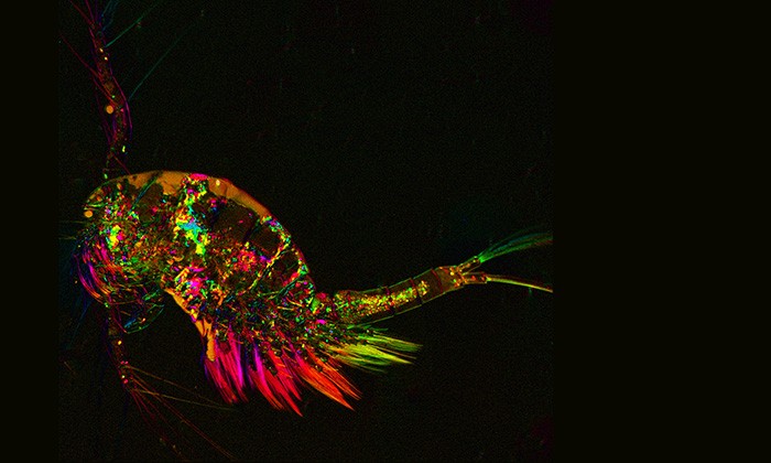 The Mighty Copepod (Audio)