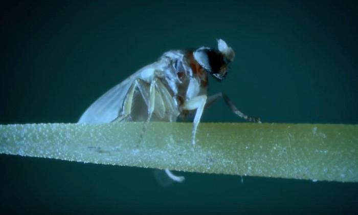 Flies Captured on Video Turning Fire Ants Into Zombies