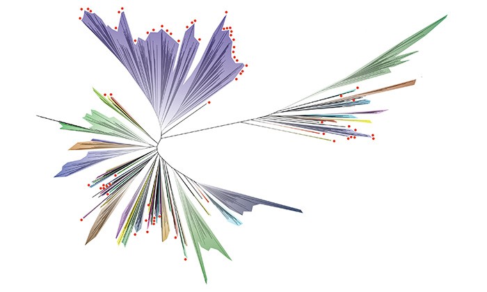 Scientists Unveil the Most Comprehensive Genomic Tree of Life