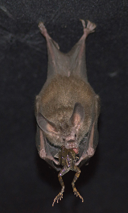 Fringe-lipped bat