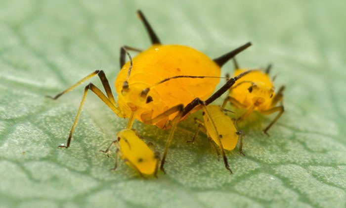 UT Austin and Texas A&M Scientists Seek to Turn Plant Pests into Plant Doctors