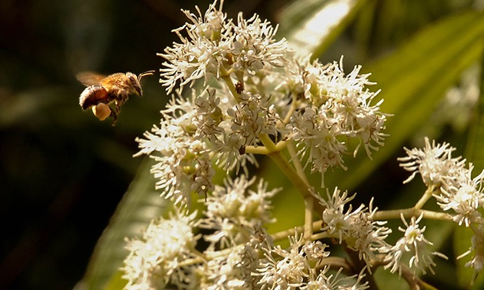 Study of Secret Sex Lives of Trees Finds Tiny Bees Play Big Part